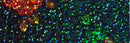 Galaxy Multi Flowers