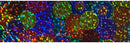 Galaxy Multi Targets