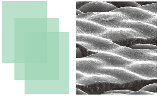 MS 50 Capillary Film